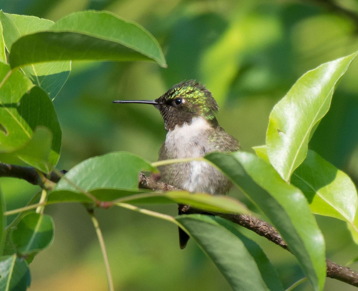 Ruby-throated Hummingbird - Gordon Karre