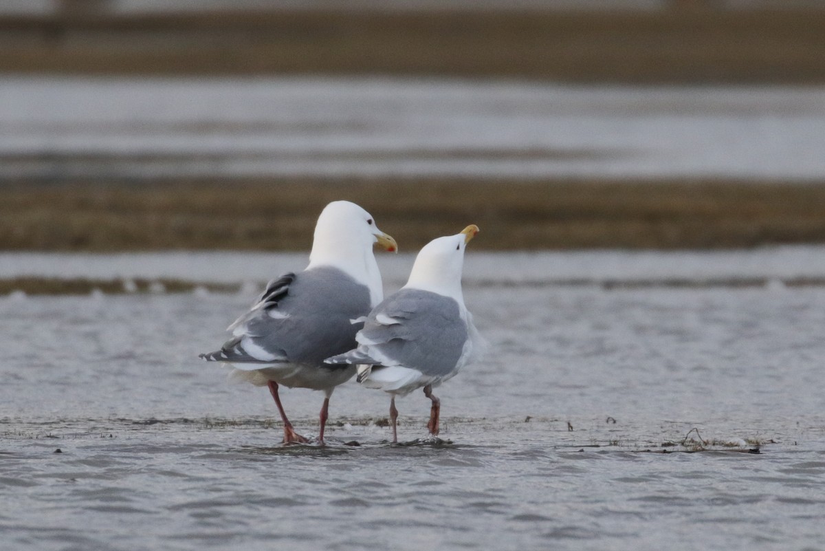 Glaucous-winged Gull - Cameron Eckert