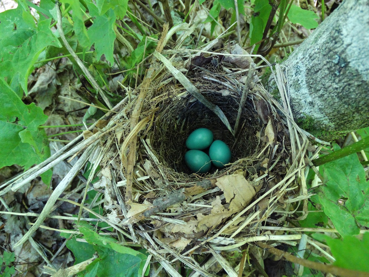 Veery - Ashley Peele