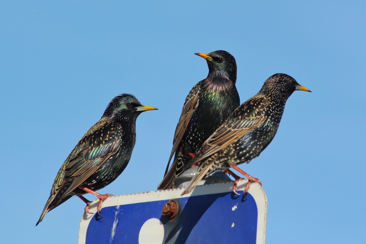 European Starling - ML304400711