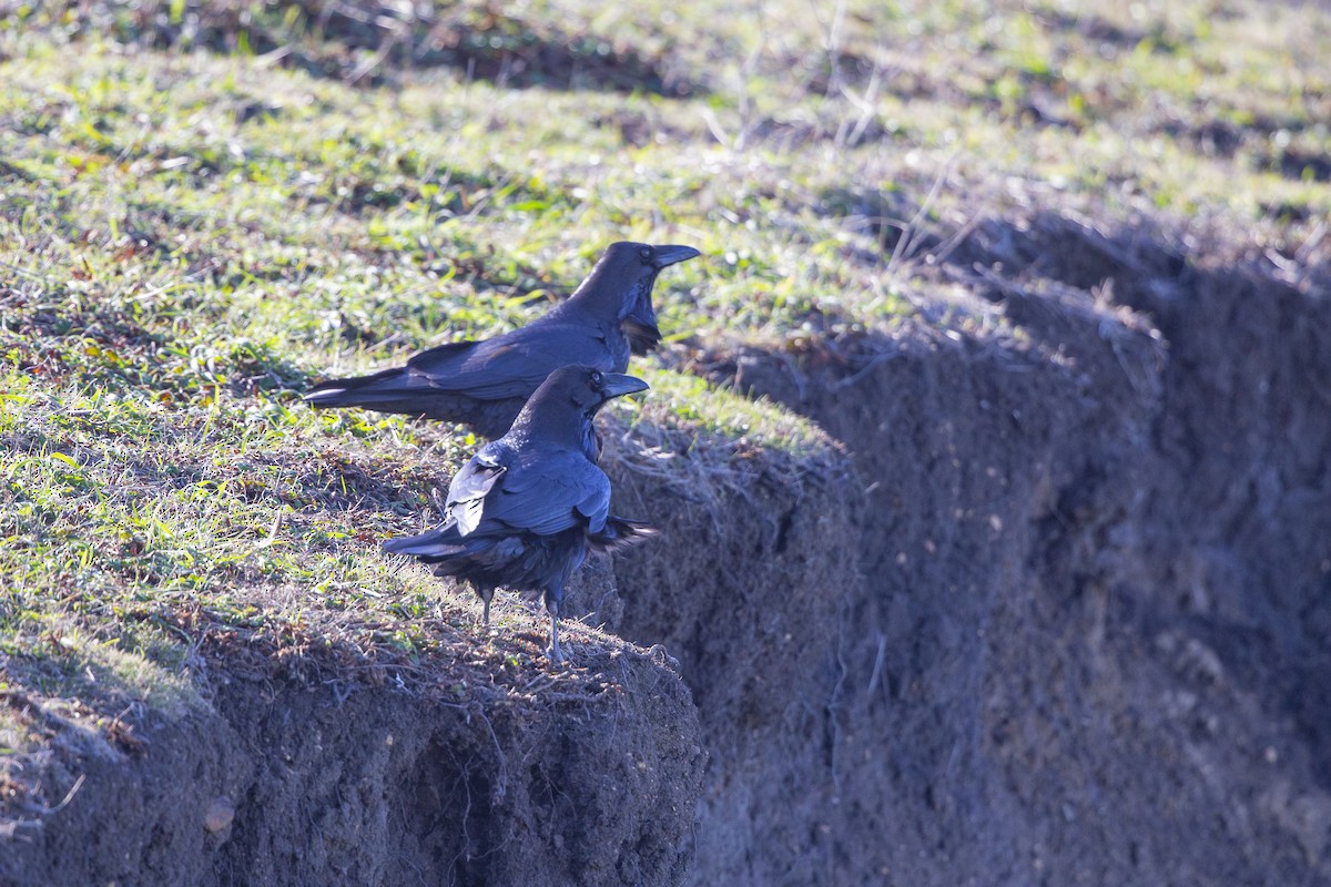 Common Raven - ML304402351