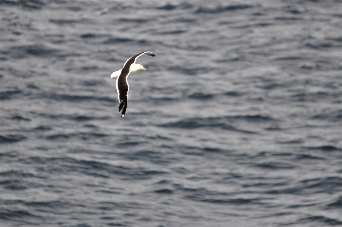 Kelp Gull - Heidi Krajewsky