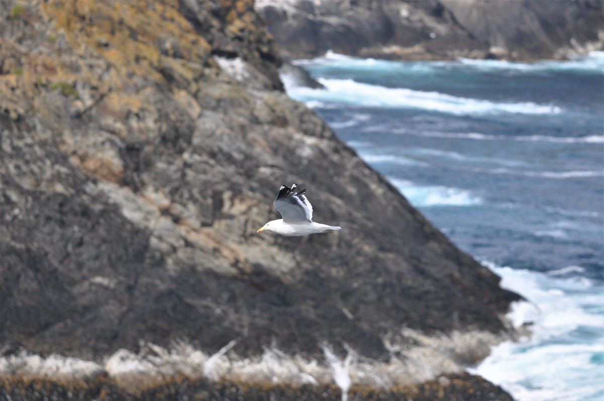 Kelp Gull - Heidi Krajewsky