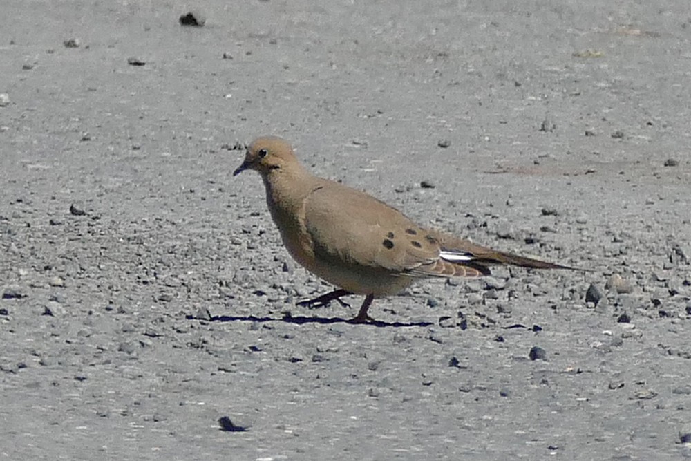 Mourning Dove - ML30440321