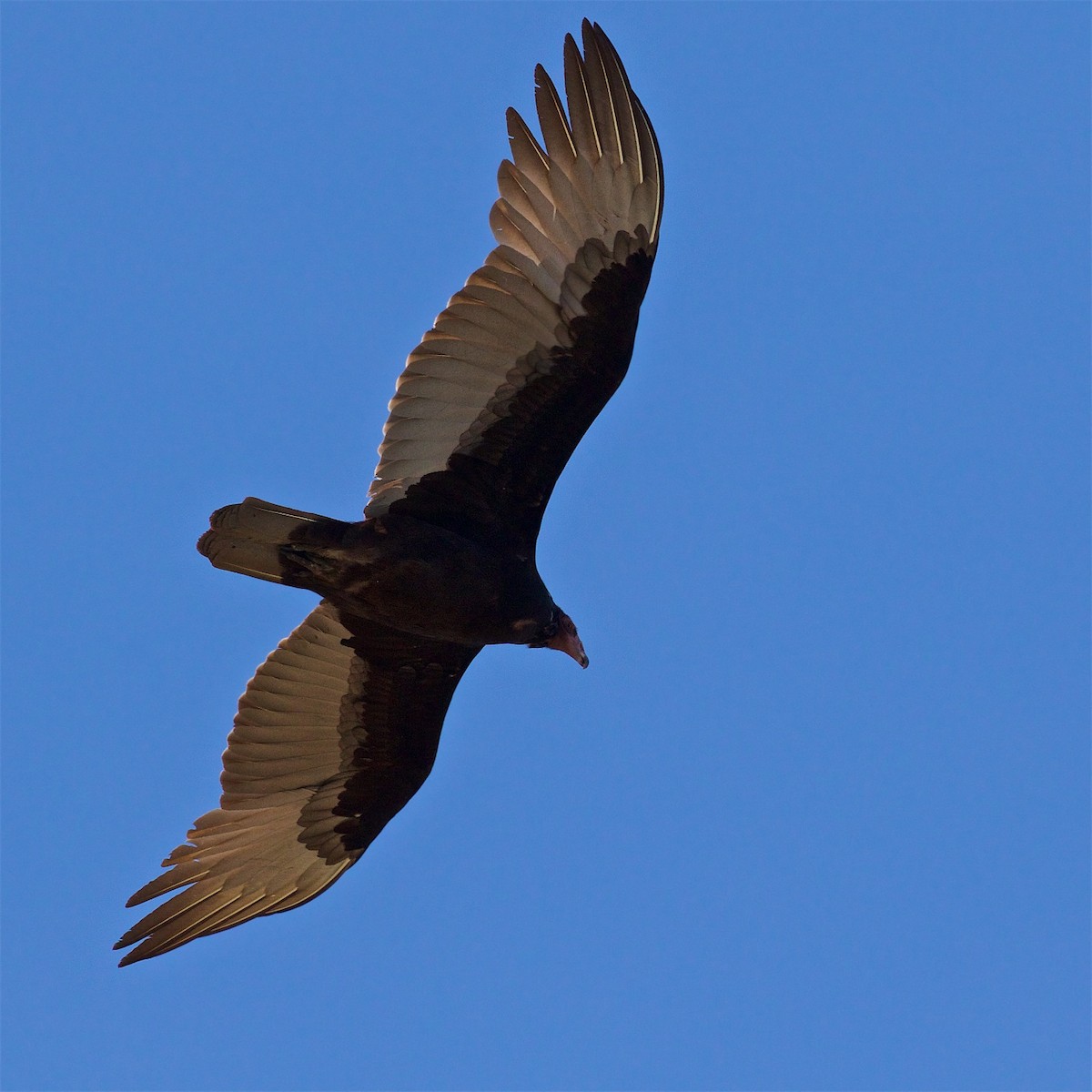 Turkey Vulture - ML304404601