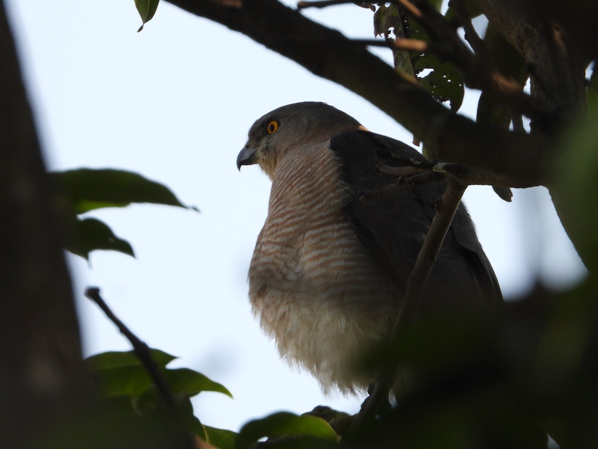 Shikra - Shuvendu Das