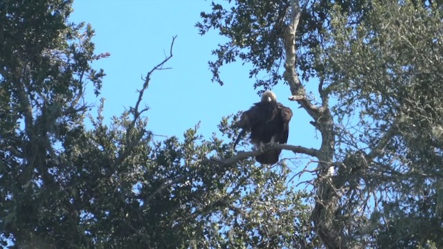 Golden Eagle - ML304408811