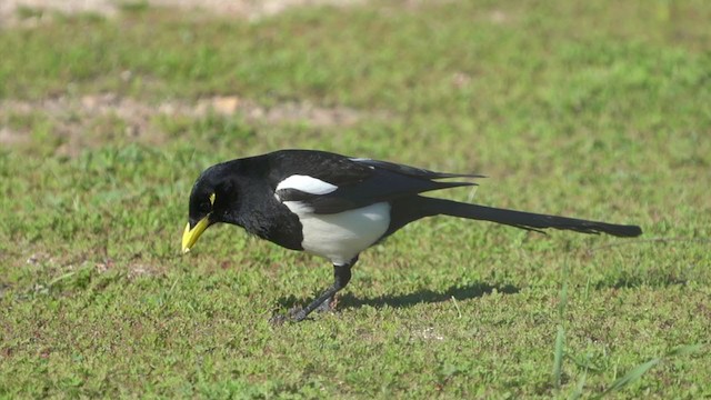 Yellow-billed Magpie - ML304408841