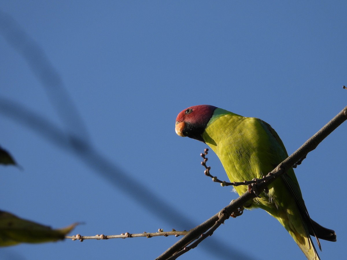 Plum-headed Parakeet - ML304409841