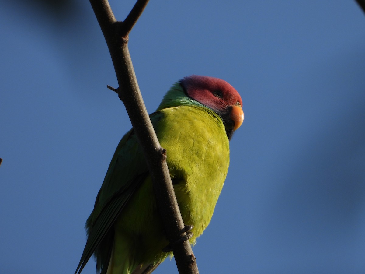Plum-headed Parakeet - ML304409851