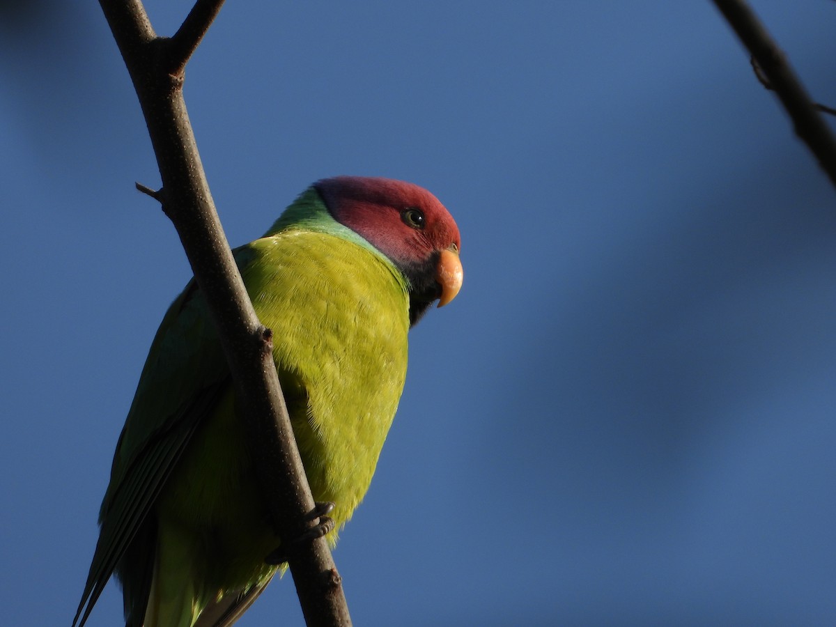 Plum-headed Parakeet - ML304409861