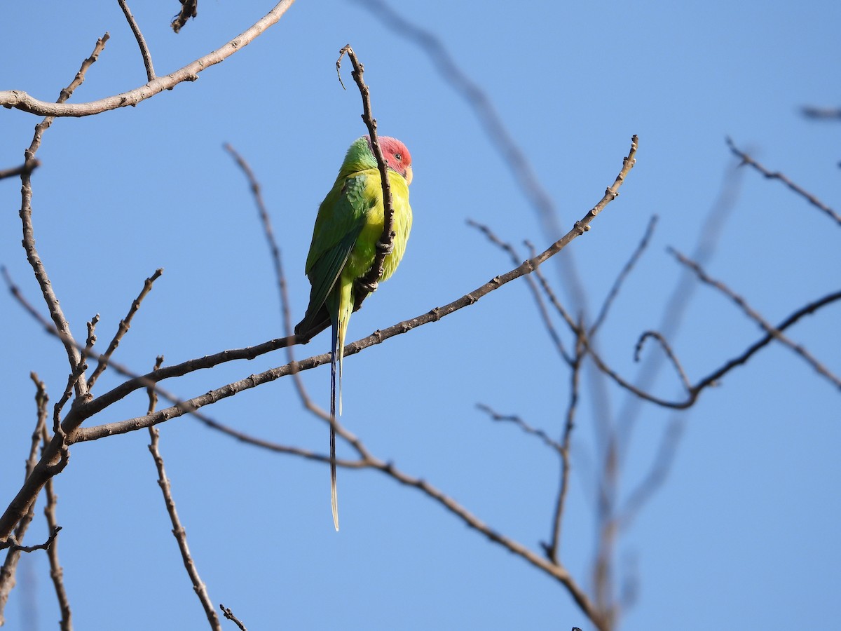 Plum-headed Parakeet - ML304410151