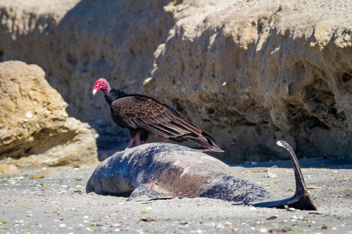 Turkey Vulture - ML304410171