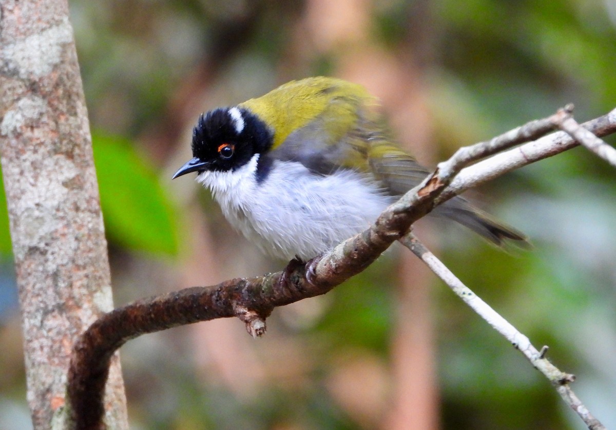 White-naped Honeyeater - ML304410731