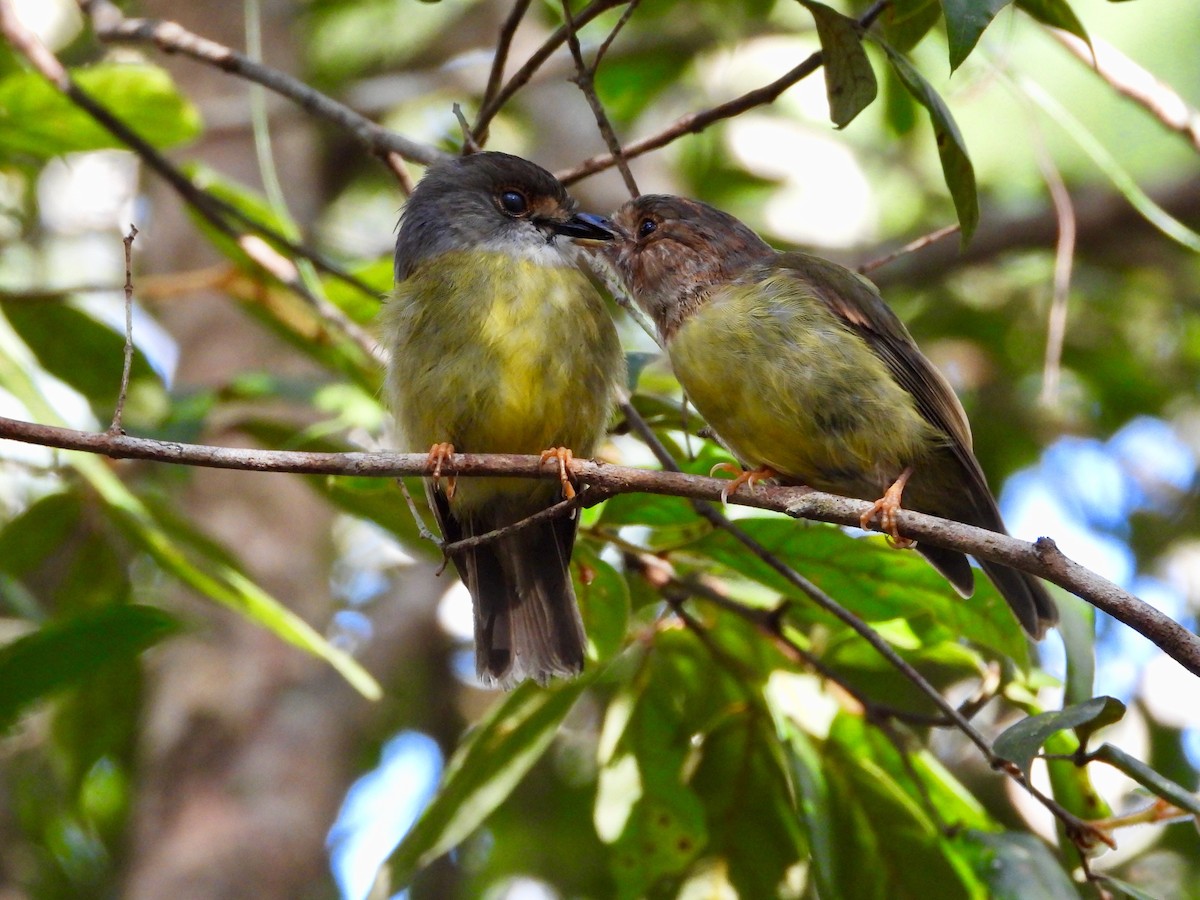 Pale-yellow Robin - ML304410761