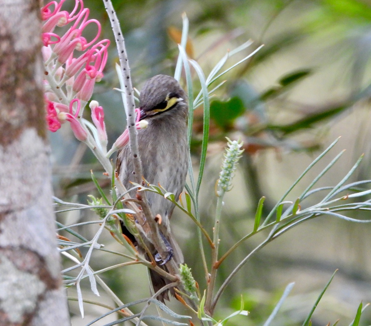 Yellow-faced Honeyeater - ML304411331