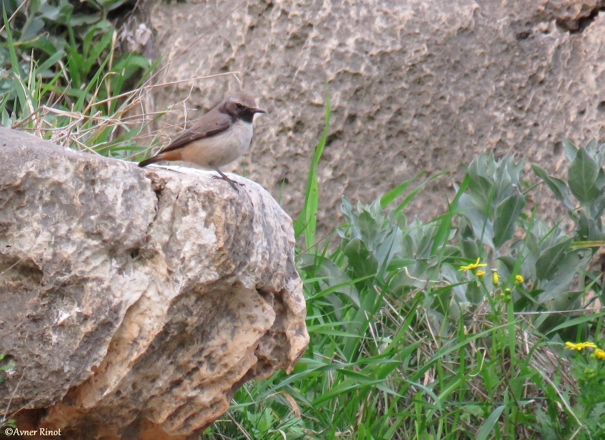 Kurdish Wheatear - ML304411411