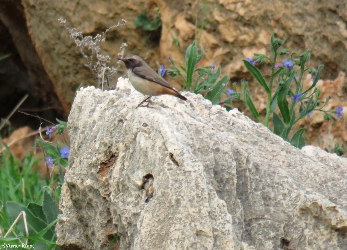 Kurdish Wheatear - ML304411421