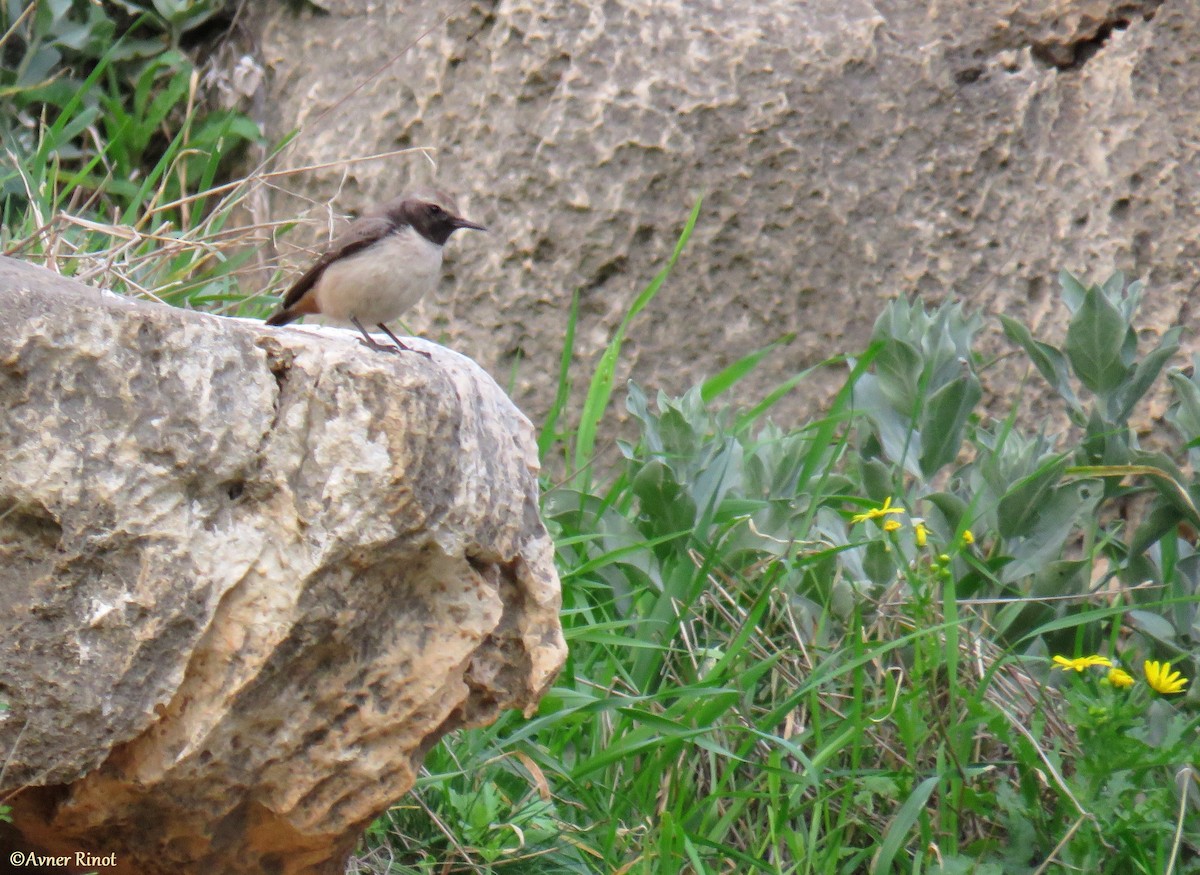 Kurdish Wheatear - ML304411431