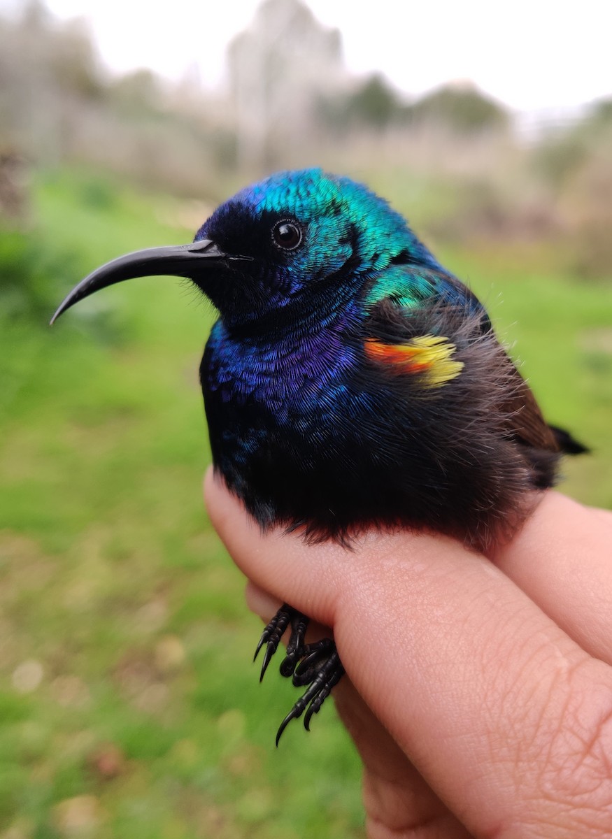 Palestine Sunbird - ML304411661