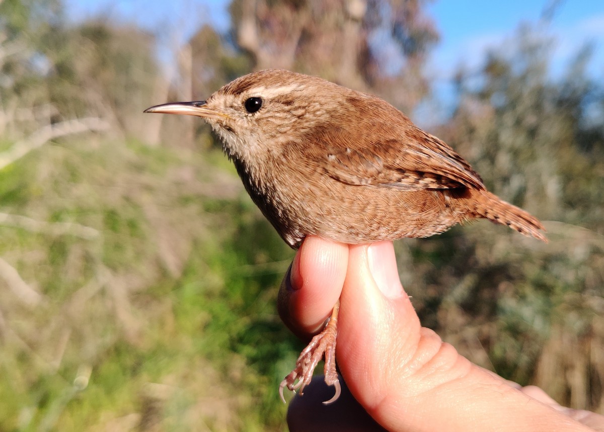 Scricciolo - ML304411711