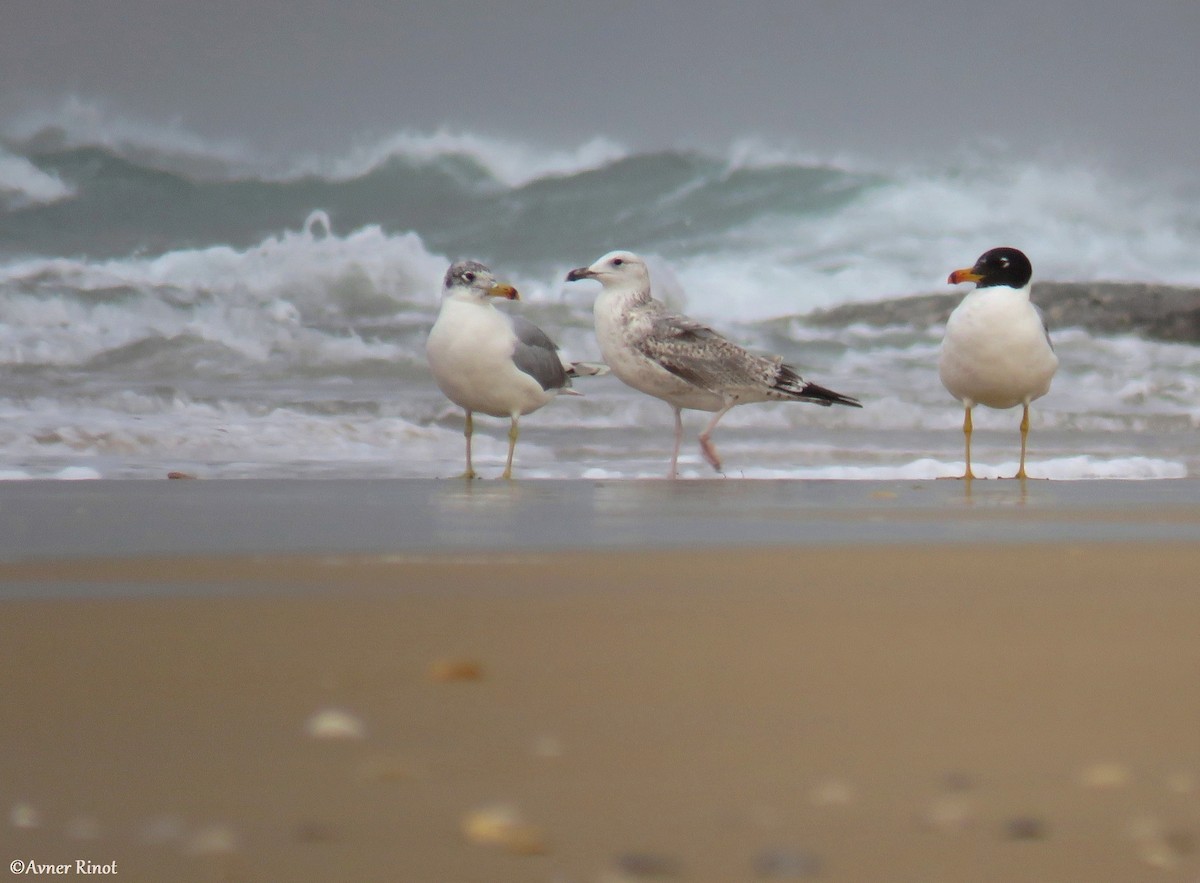 Gabbiano di Pallas - ML304411731