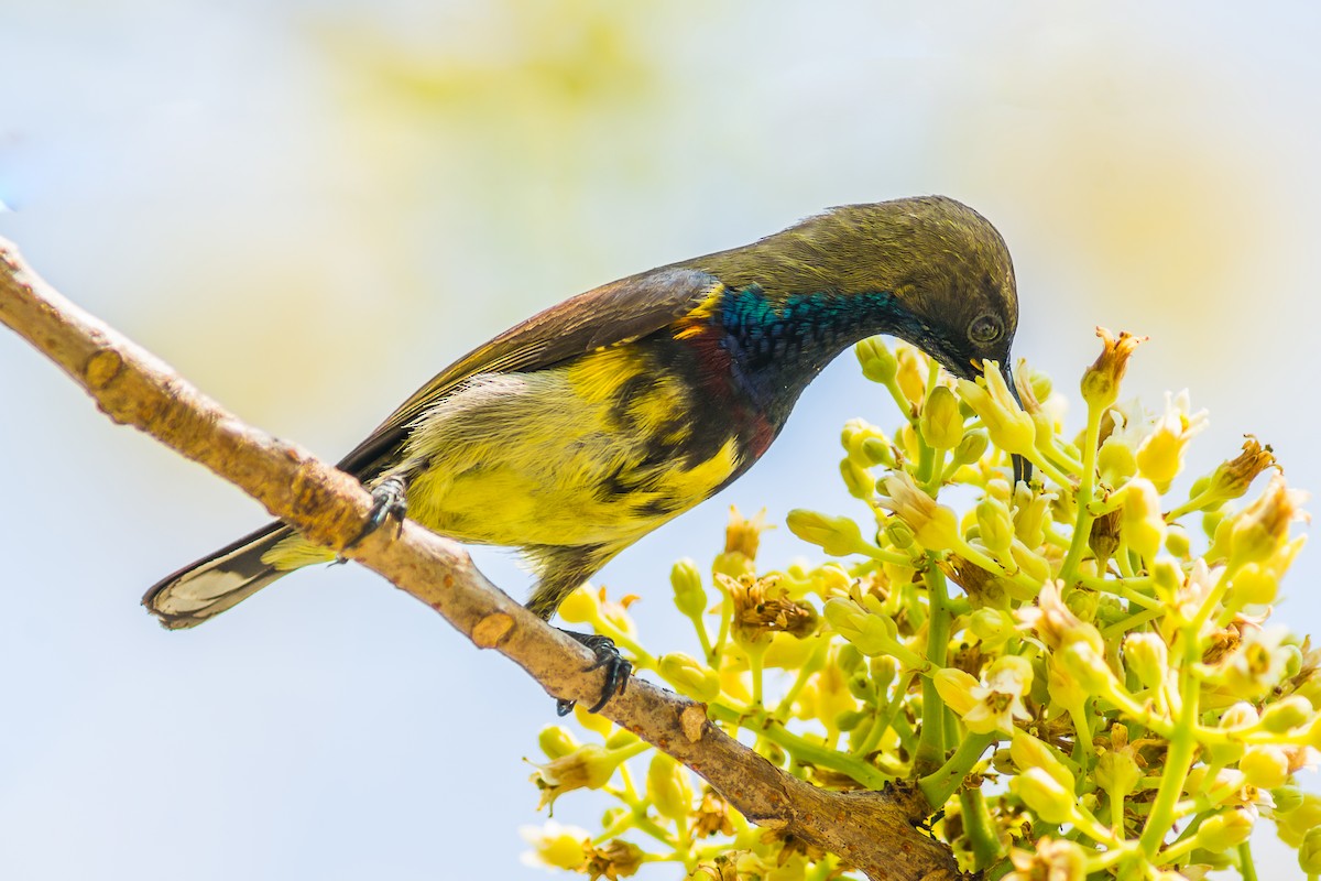 Suimanga Ornado - ML304411741