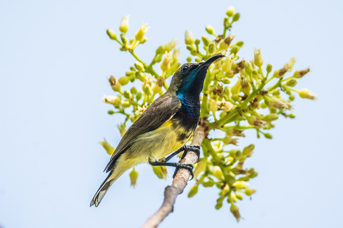 Suimanga Ornado - ML304411751