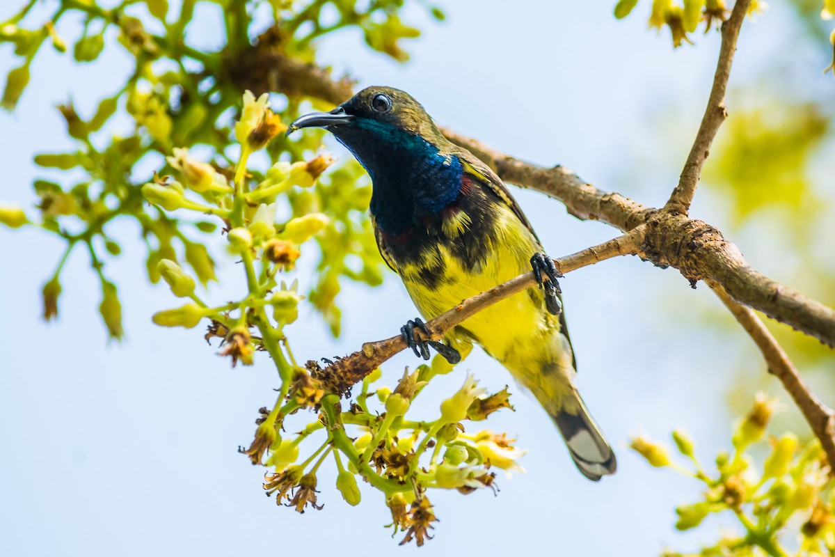 Suimanga Ornado - ML304411761
