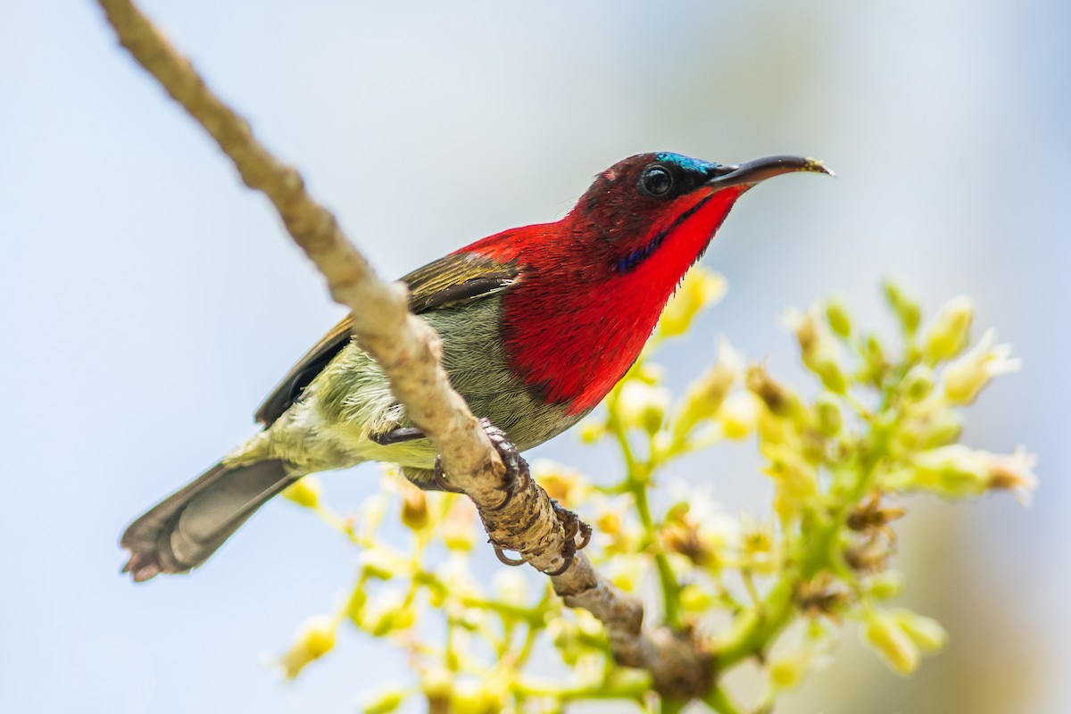 Suimanga Siparaja - ML304411781