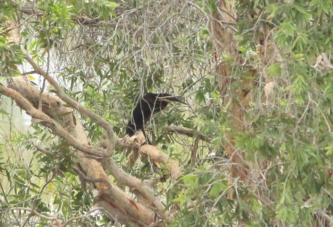 Black Bittern - ML304411791