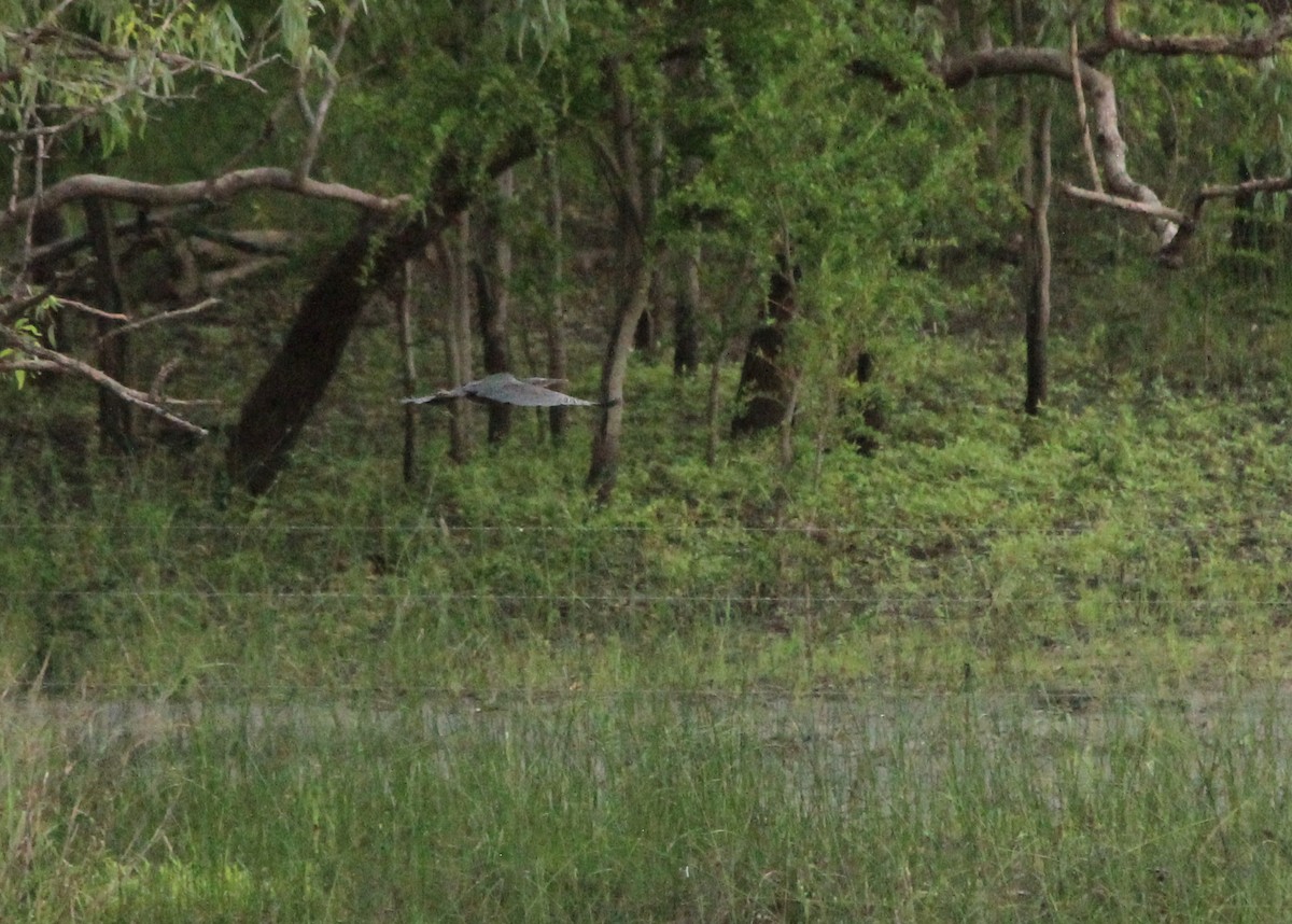 Black Bittern - ML304411801