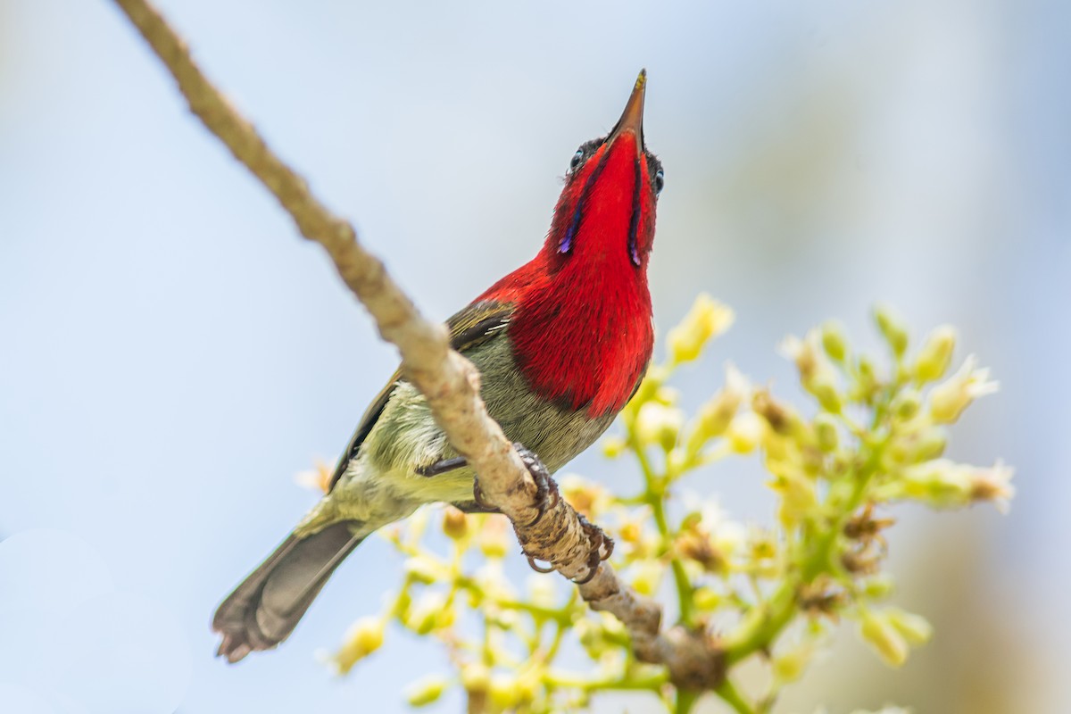 Suimanga Siparaja - ML304411811