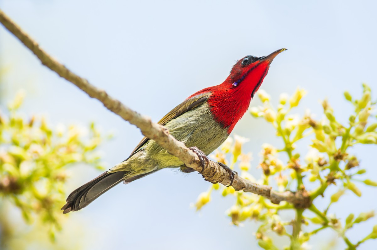 Suimanga Siparaja - ML304411821