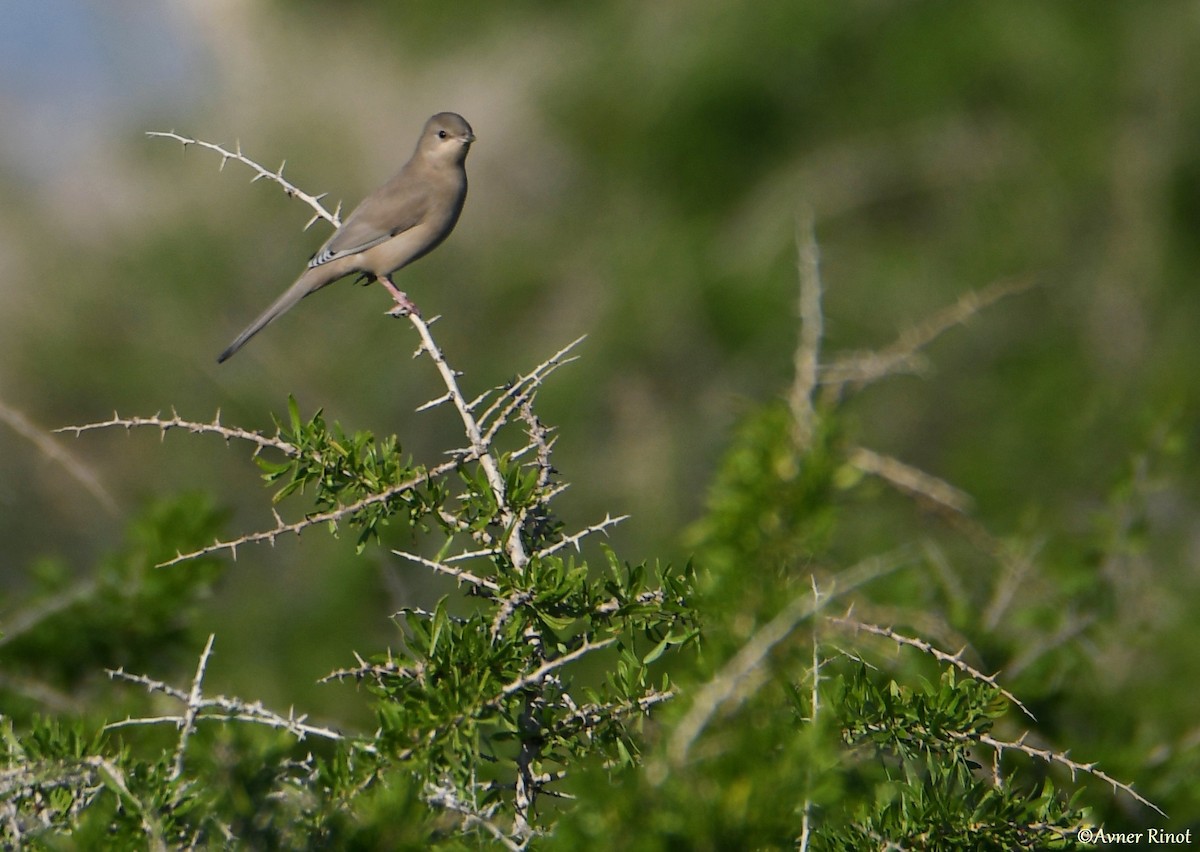 Hypocolius - ML304411841