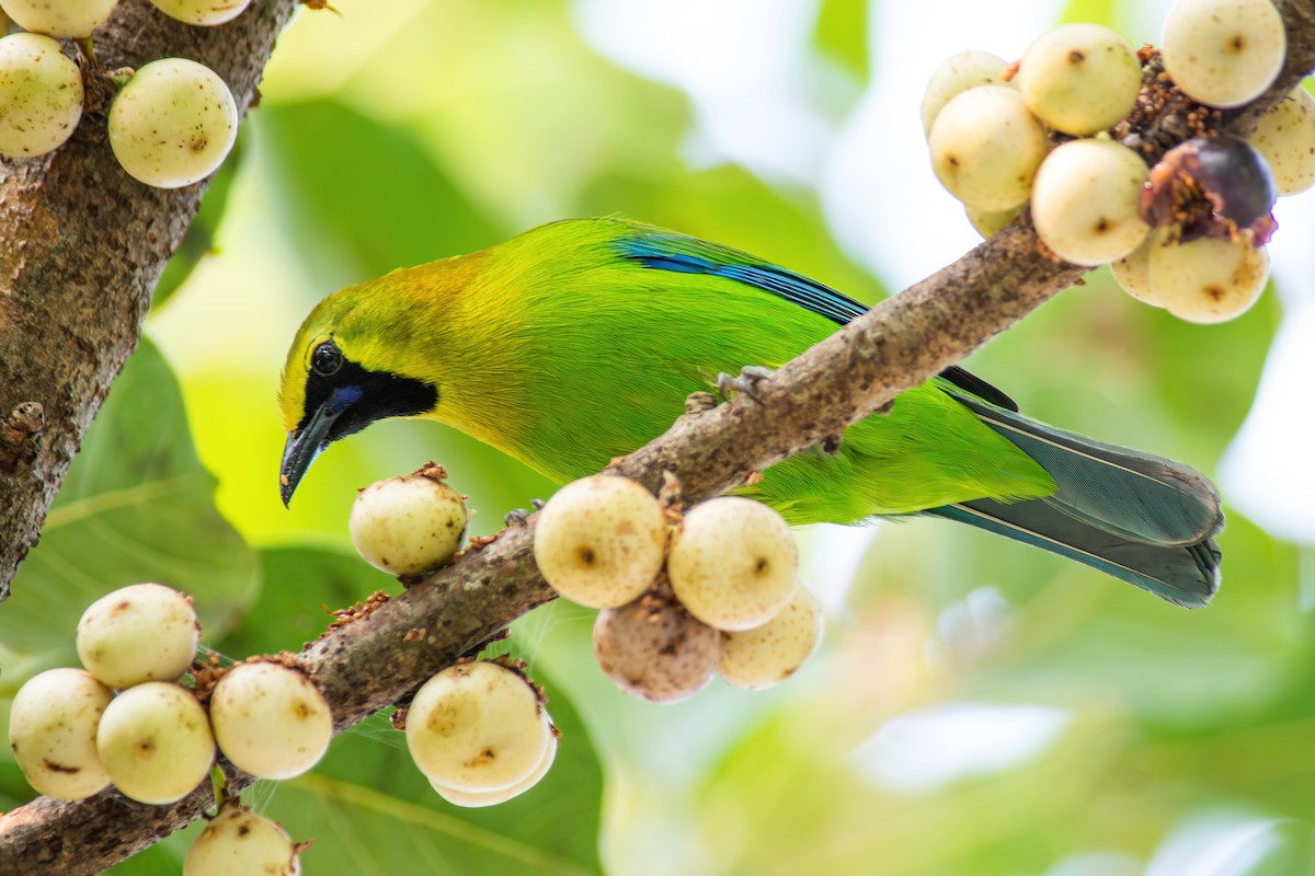 Verdín Aliazul - ML304412031