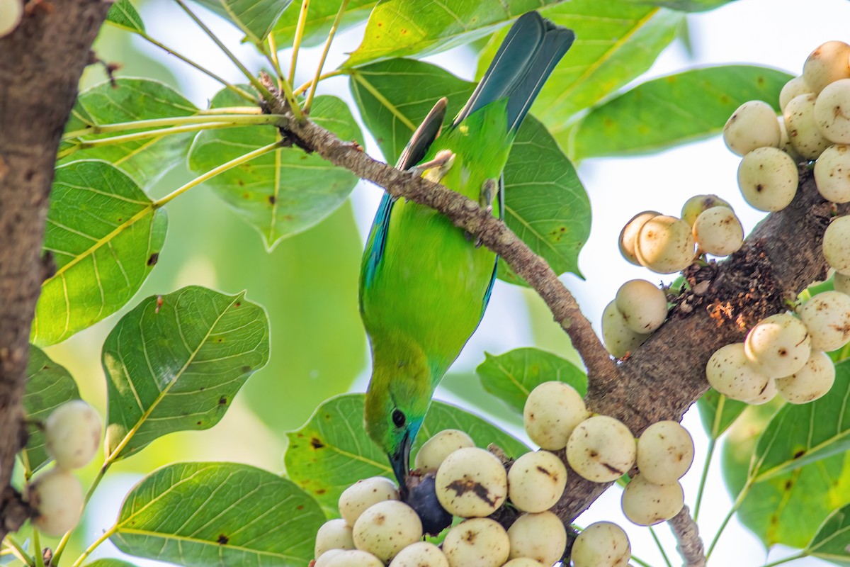 Verdín Aliazul - ML304412041