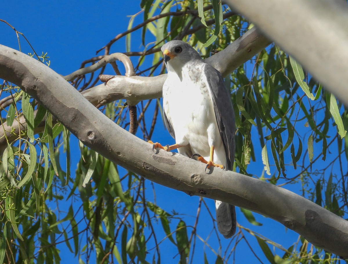 Gray Goshawk - ML304412661