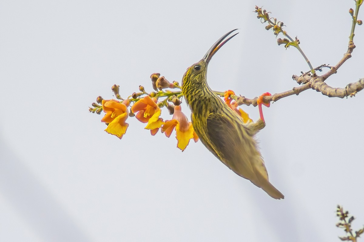 Arañero Estriado - ML304412681