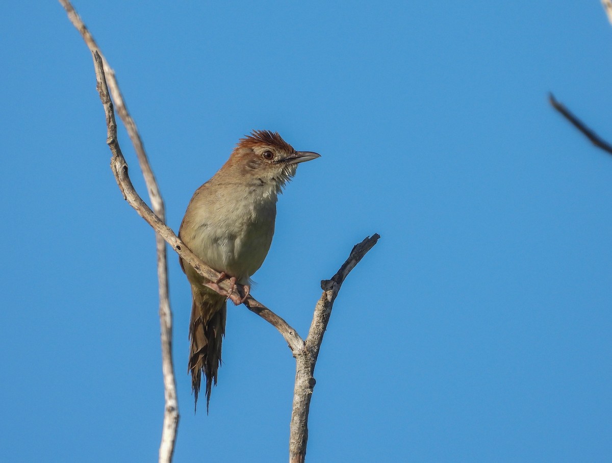 Tawny Grassbird - Deb Merton