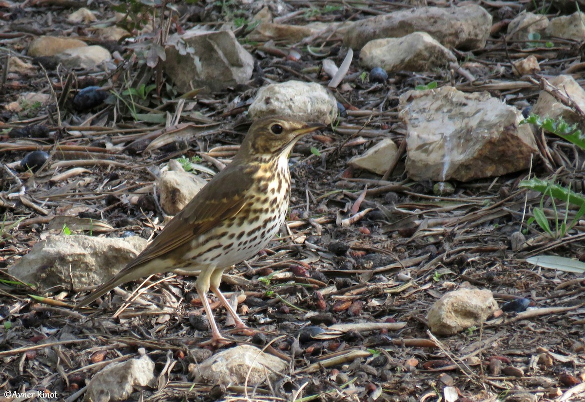 Tordo bottaccio - ML304413051