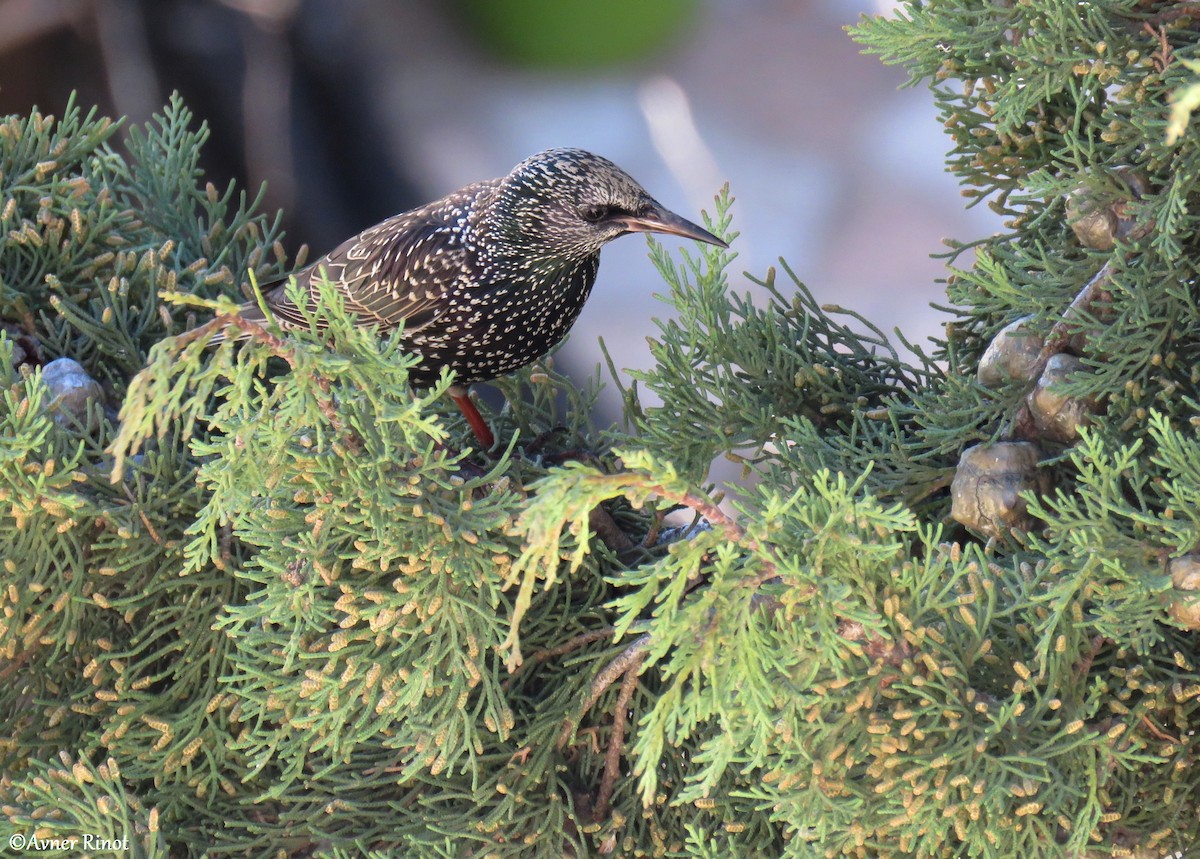 European Starling - ML304413281