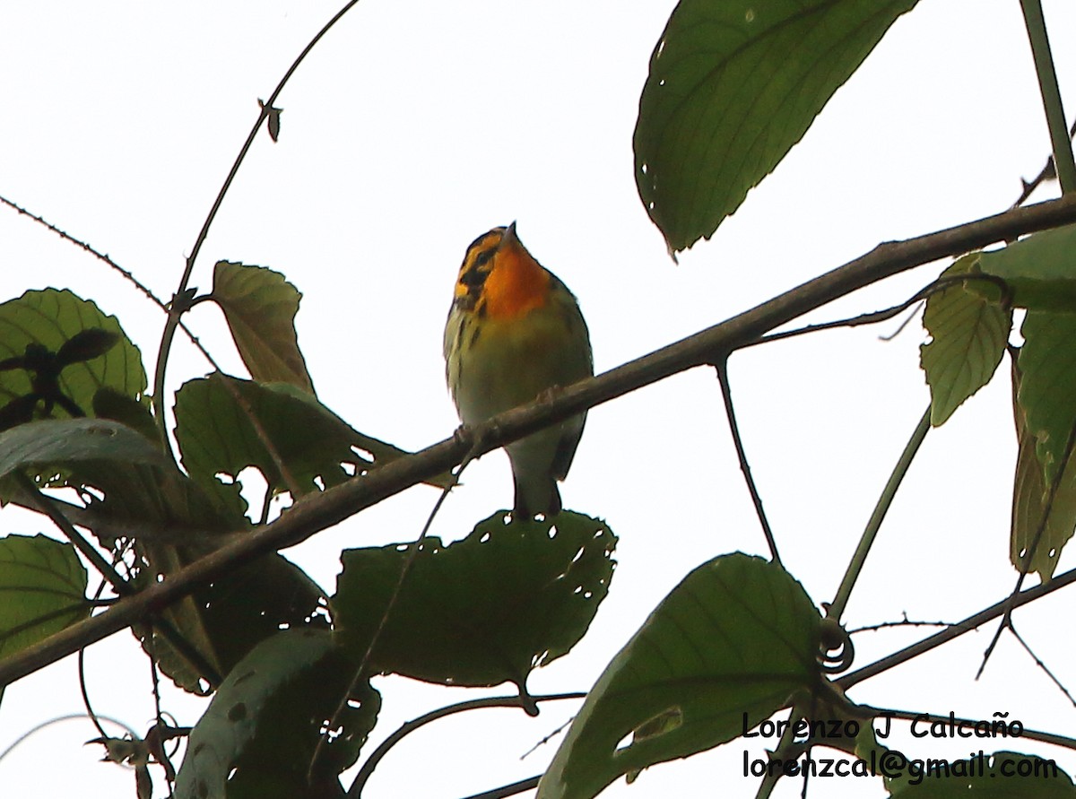 Blackburnian Warbler - Lorenzo Calcaño