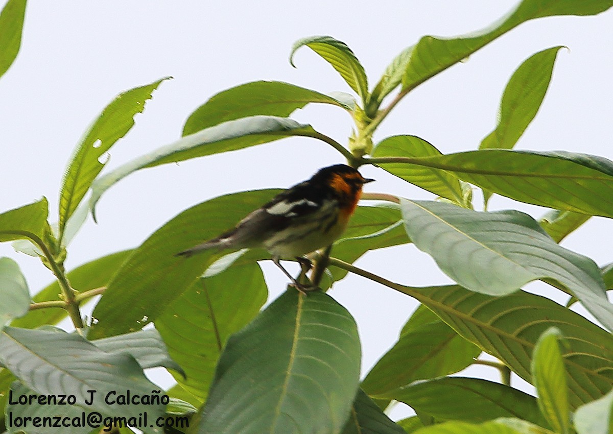 Blackburnian Warbler - Lorenzo Calcaño