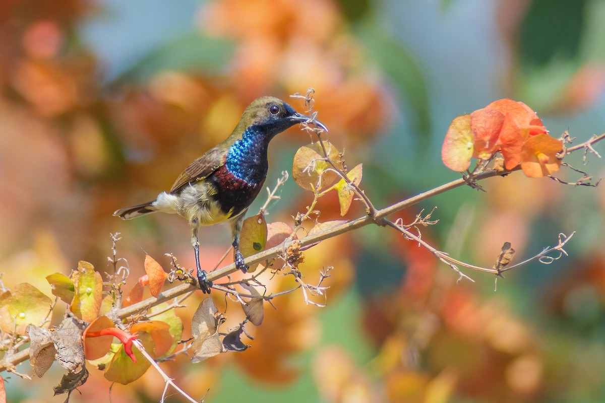 Suimanga Ornado - ML304416491