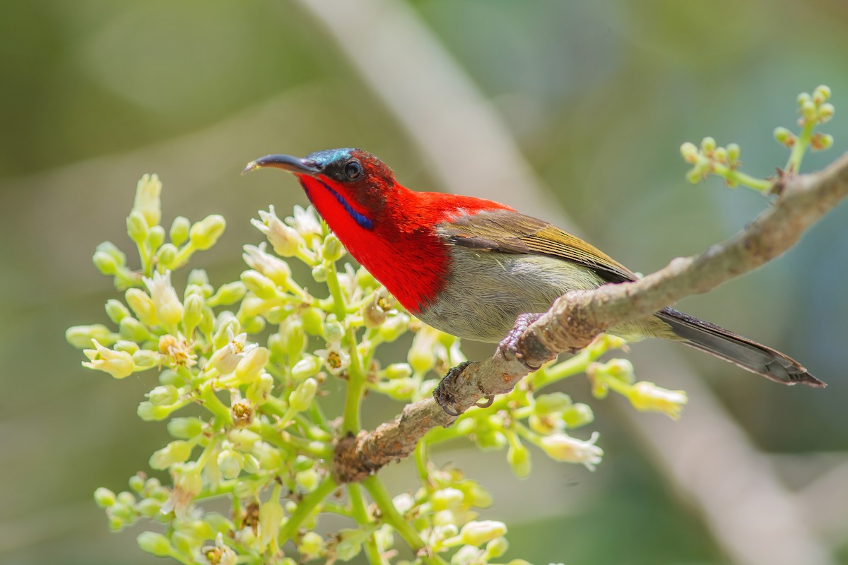 Suimanga Siparaja - ML304416501