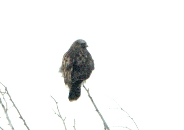 Зимняк - ML304417671