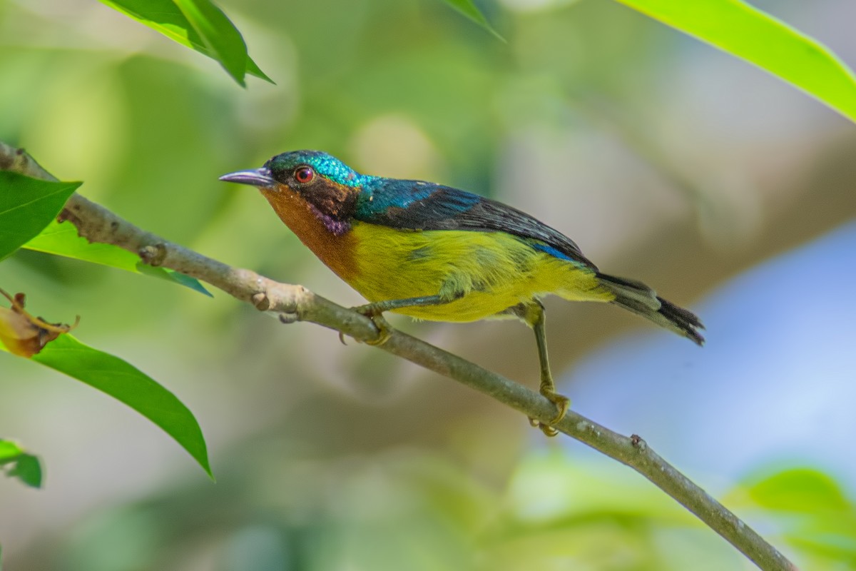 Suimanga Carirrubí - ML304417791