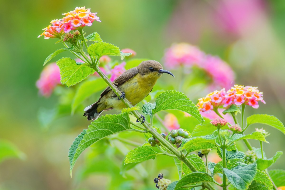 Suimanga Ornado - ML304418591