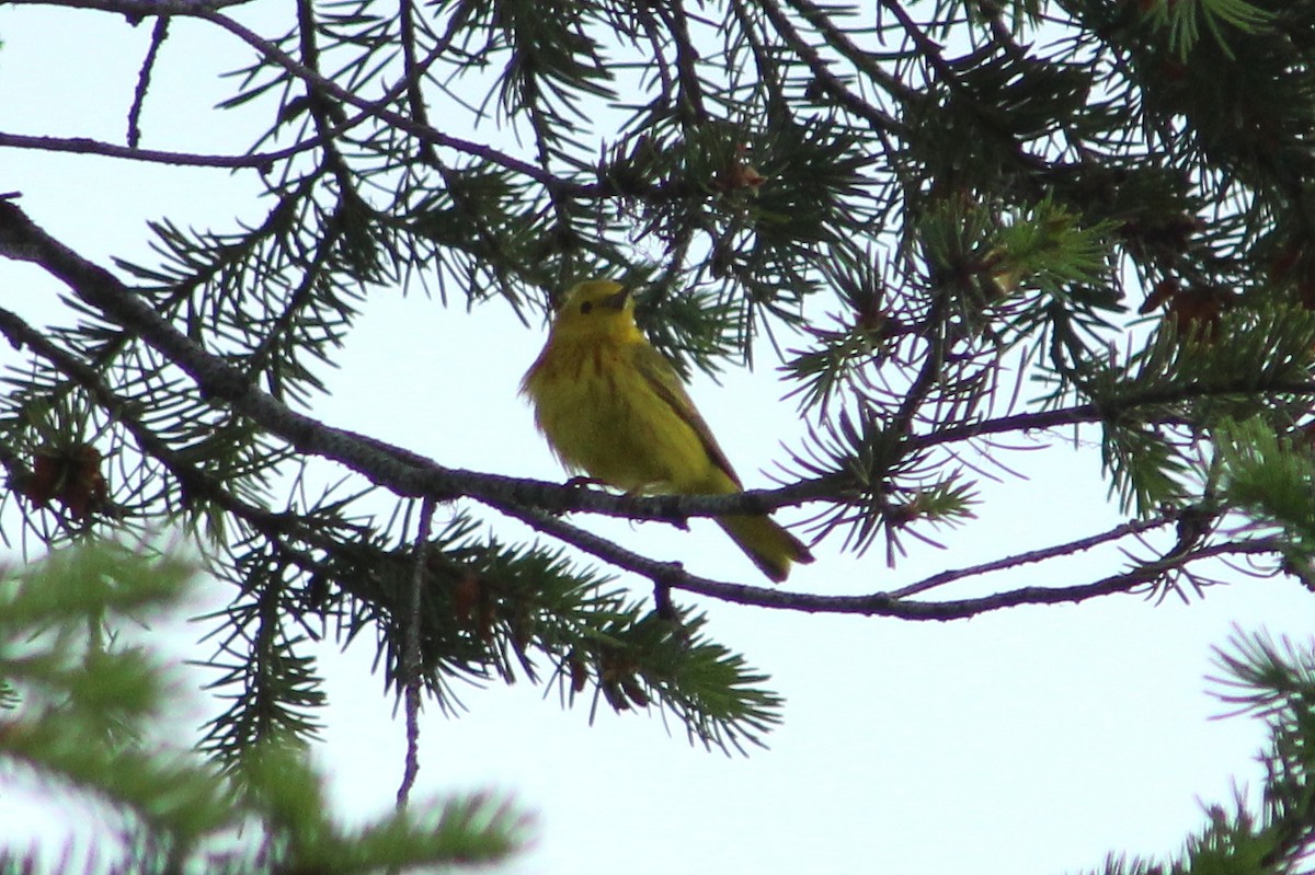 Yellow Warbler - ML30441881